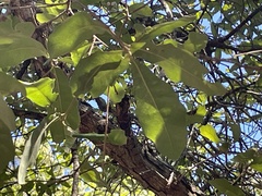 Quercus sinuata