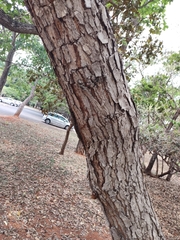 Caryocar brasiliense