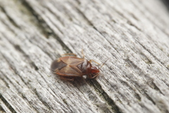 Cardiastethus fasciiventris