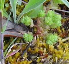Sedum arenarium