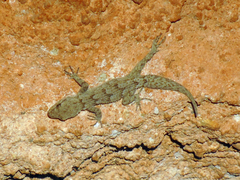 Mediodactylus kotschyi