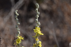 Verbascum undulatum