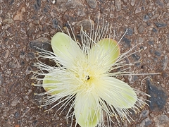 Caryocar brasiliense