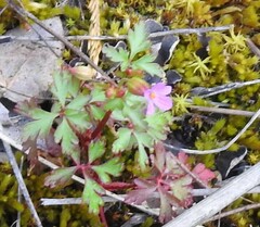 Geranium purpureum