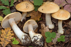 Cortinarius cliduchus