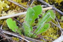 Leontodon longirostris