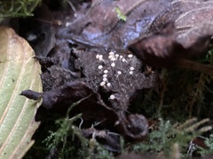 Myxomycetes