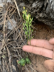 Draba zionensis