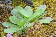 Hypochaeris radicata