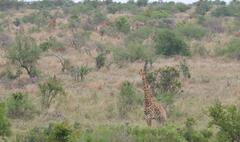 Giraffa camelopardalis giraffa