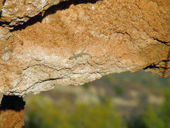 Mediodactylus kotschyi