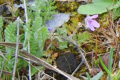 Ornithopus compressus