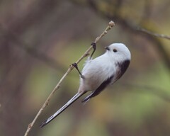 Aegithalos caudatus caudatus