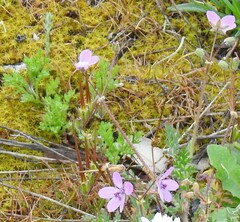 Erodium cicutarium