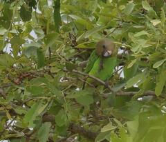 Poicephalus cryptoxanthus