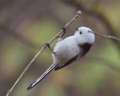 Aegithalos caudatus caudatus