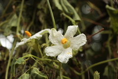 Polyclathra cucumerina