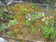 Ornithopus compressus