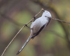 Aegithalos caudatus caudatus