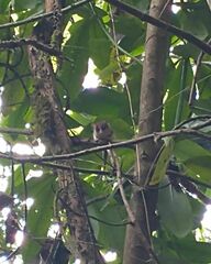 Dromiciops gliroides