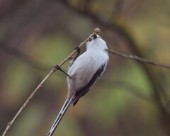 Aegithalos caudatus caudatus