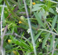 Viola kitaibeliana