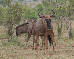 Connochaetes taurinus taurinus