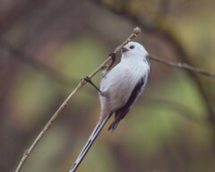 Aegithalos caudatus caudatus