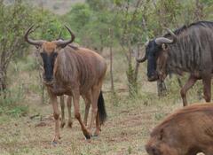 Connochaetes taurinus taurinus