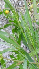 Bromus sterilis