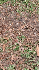 Brachythemis leucosticta