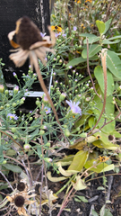 Symphyotrichum laeve