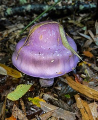 Cortinarius contulmensis