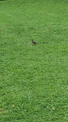 Turdus libonyana