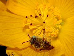 Diadasia