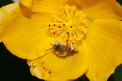 Diadasia