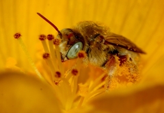 Diadasia