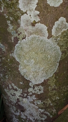 Caliciaceae