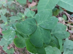 Oxalis articulata