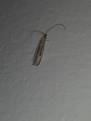 Pseudomallada tactus