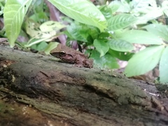 Craugastor fitzingeri