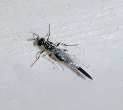 Scelionidae