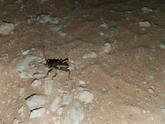 Acanthoplus