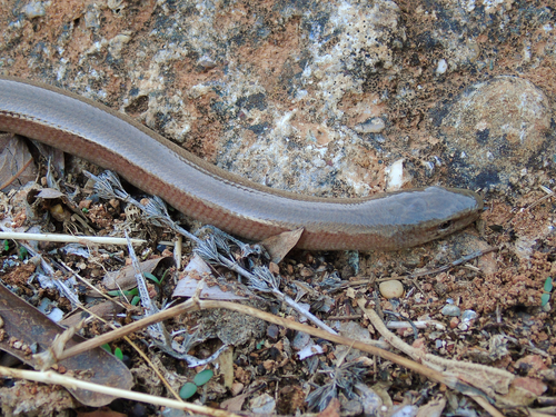 Peloponnese Slow Worm, Anguis cephallonica