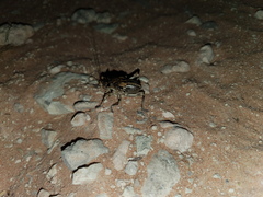Acanthoplus