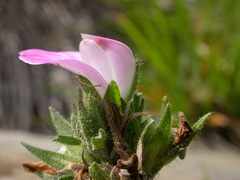 Ononis spinosa procurrens