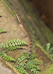 Cyrtodactylus