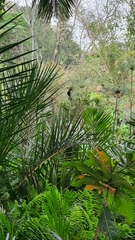 Amblyospiza albifrons