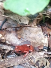 Oophaga pumilio