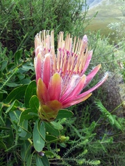 Protea aurea aurea